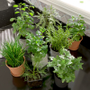 Kitchen Herbs